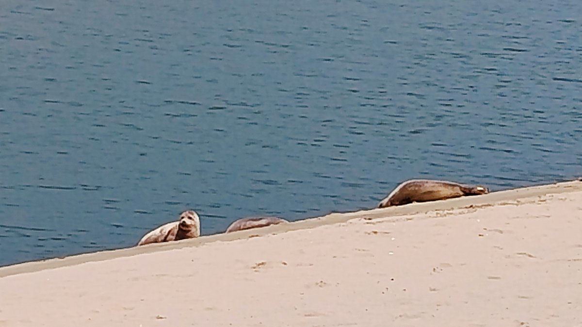 MNicolaas's tweet photo. Estas #Focas/ #PerrosMarinos, junto a 1 castor 6 años atrás @ Día de Canadá & circunstancias similares, son mis #tomasnaturales @ #estadosalvaje mas significativas: Hace 2 semanas dejamos 1 "Rustintervención Canina" ahí mismo!🐕🌊 #StopSealSlaughtering #NoMasacresdeFocas #SeaDogs https://t.co/4cY3sPNvM9