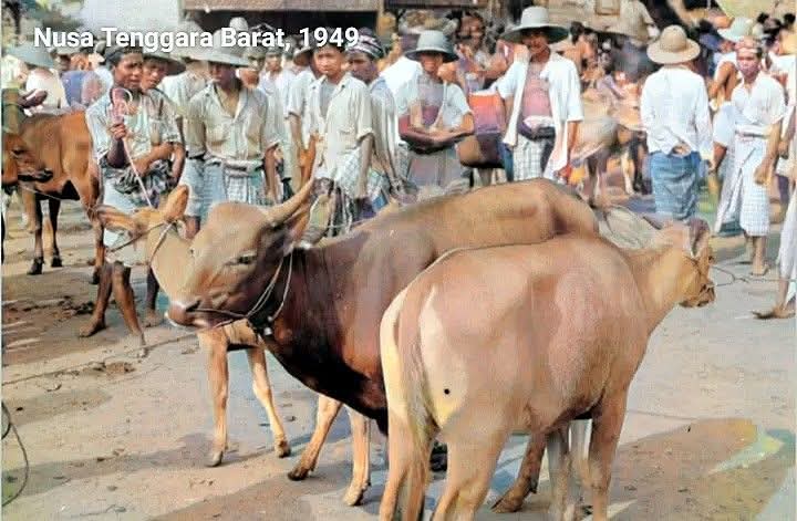 EposWans's tweet photo. rαвu, 10/6/2026/371
Pasar Hewan Di Daerah Lombok, Nusa Tenggara Barat Sekitar Tahun 1949 https://t.co/r34lFM37sd