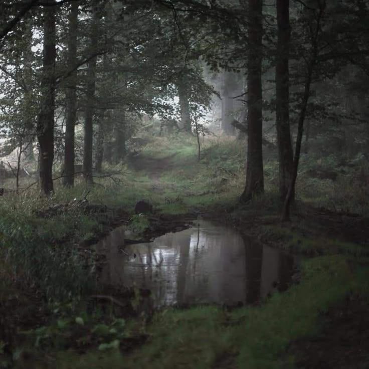 seraphicxc's tweet photo. Something about the dark forest feels like home to my soul https://t.co/gV07W85Y7E