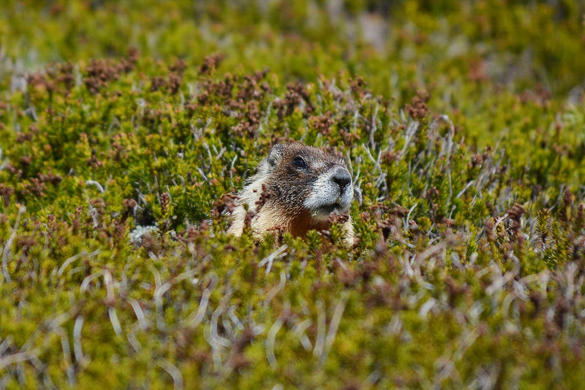 faunaenelespejo's tweet photo. Un estudio sobre la marmota de vientre amarillo revela que la estructura social importa: las hembras que viven en grupos más fragmentados destetan camadas más numerosas, mostrando cómo las relaciones dentro de una población pueden influir en el éxito reproductivo. #animals #fauna https://t.co/zJFhSsZFCD