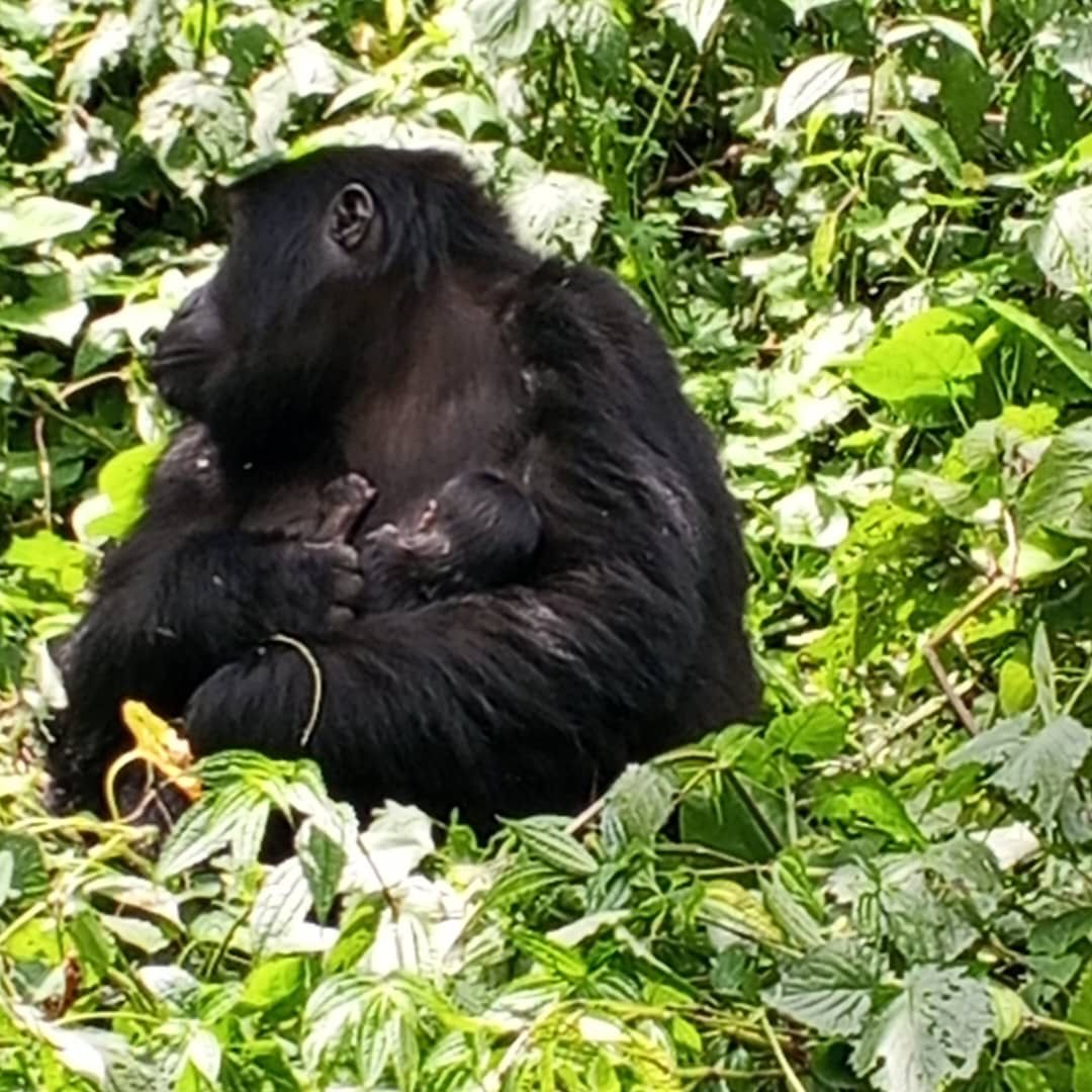 ugwildlife's tweet photo. Good news from Bwindi Impenetrable National Park. 

The Mishaya Gorilla Family in Rushaga has welcomed a newborn baby, increasing the group's membership from 9 to 10 individuals.

The baby's mother is Bashekura (Adult Female), adding another exciting chapter to the family's story and a positive milestone for mountain gorilla conservation.

 #GorillaConservation #VisitUganda