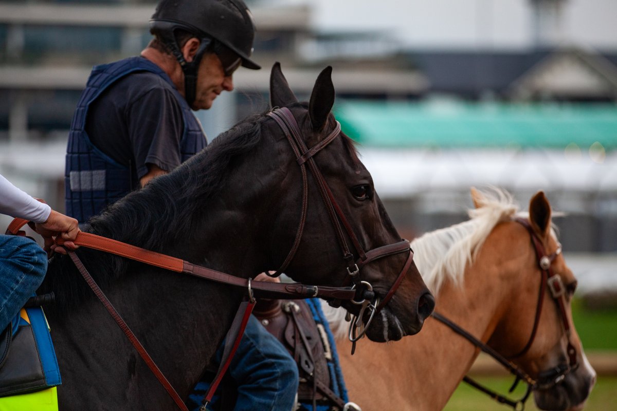 derbymuseum's tweet photo. ✨ Experience the excitement of a tour to the Backside of the track. You'll see the barns, horses, and get to ask expert museum tour guides about 152 years of incredible Derby history. 

Plan your day: https://t.co/EPYqTNHcrS https://t.co/sVjITSrArD