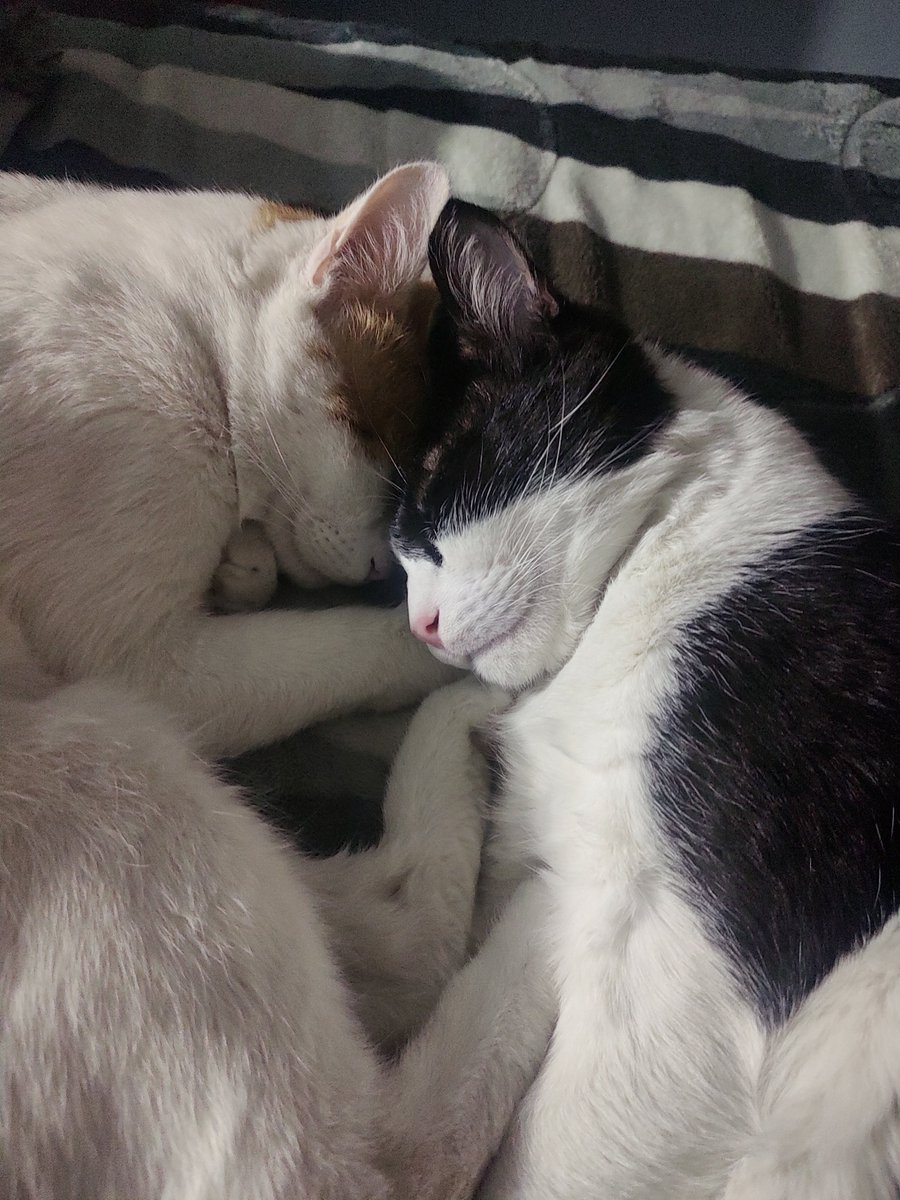 GiovanniRRM's tweet photo. @catboy_collectr DOPPELGANGER CATS https://t.co/jpcijBEbkn