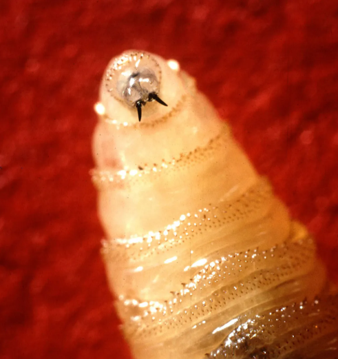 GOP__Ls's tweet photo. 🚨 Every Texas House Republican voted against funding for screwworm monitoring.

There are now multiple cases of screwworm in Texas. https://t.co/zhEGjHWNgY