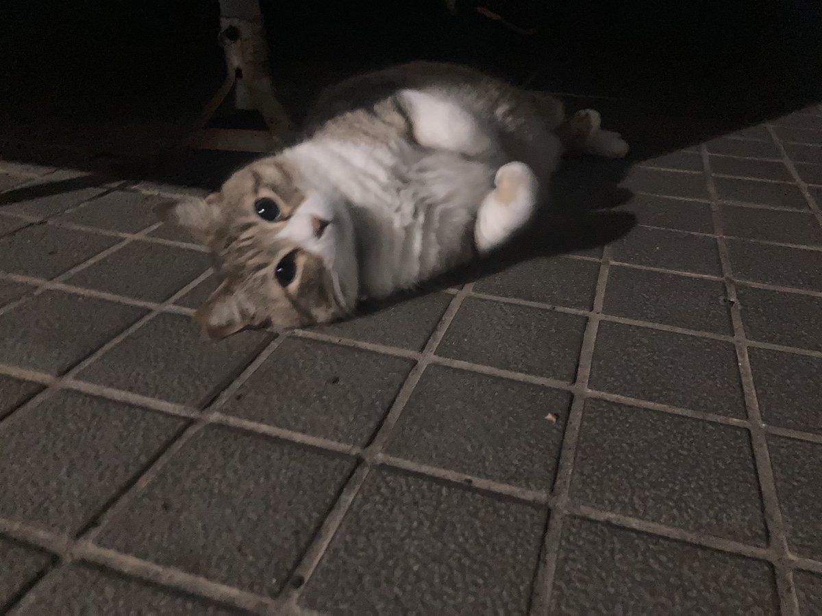 nyanmaroDX's tweet photo. ころりんブンちゃん https://t.co/4kSXJOkPqc