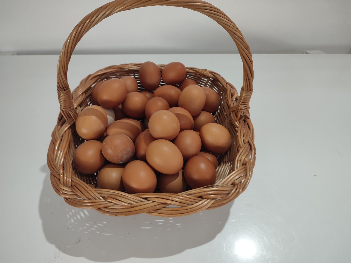 EkoFarmaSibnica's tweet photo. Domaća jaja od koka, koje ceo dan šetaju po dvorištu i uživaju na suncu 🤠 https://t.co/ZqU3kS0X7h