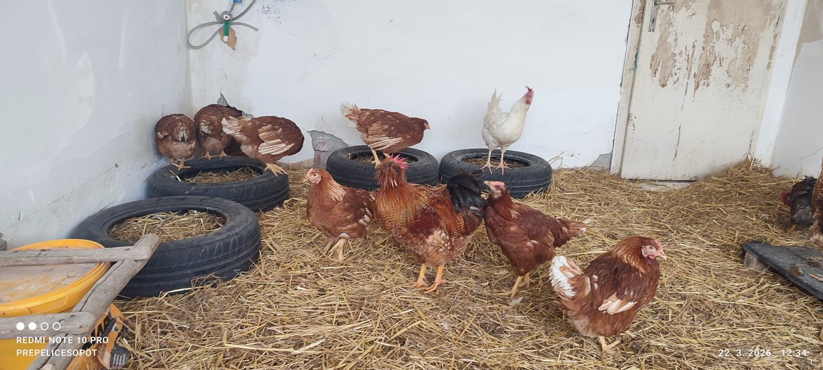 EkoFarmaSibnica's tweet photo. Domaća jaja od koka, koje ceo dan šetaju po dvorištu i uživaju na suncu 🤠 https://t.co/ZqU3kS0X7h