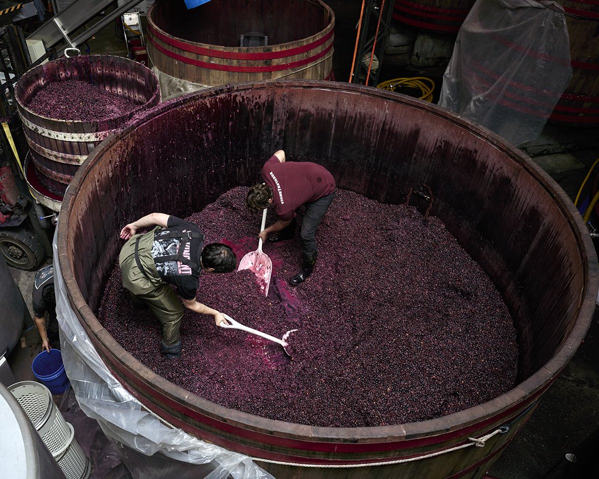 CircleofWine's tweet photo. Delighted to share the news that two talented @CircleofWine members @timatkin &amp; @photo_matt66 have had their stunning photos shortlisted in the inaugural Old Vine Photography Competition. Tim with the superb pictute of Dionisia, Matt with the fabulous picture of grape pressing. https://t.co/H7WuIlr92L