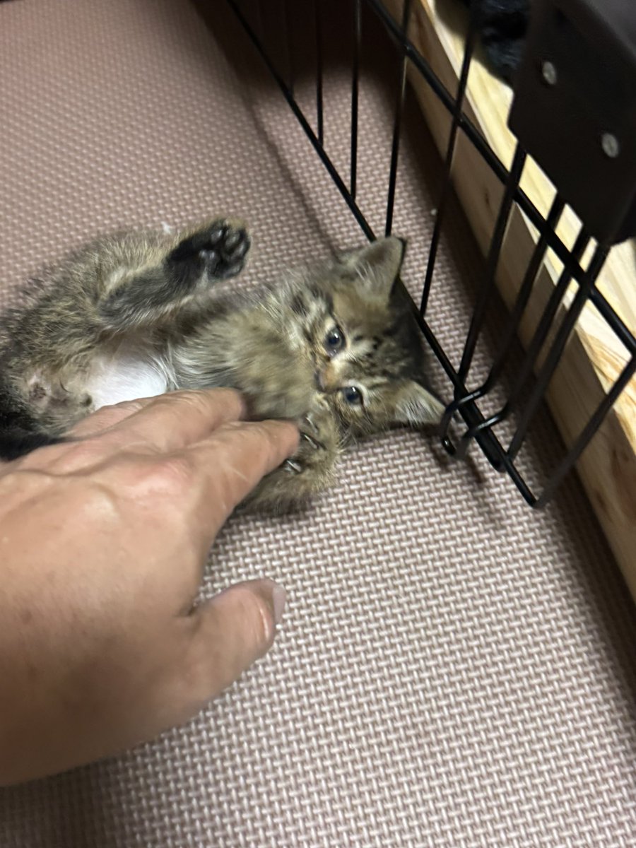 LastCowboy's tweet photo. 眠れない午前2時〜♪

エース…

ミルクよりも遊ぶ方に夢中になってしまいw

とりあえず少しは飲んでくれたので
いいと思いますが(￣▽￣;) https://t.co/Py8ekqUVAU