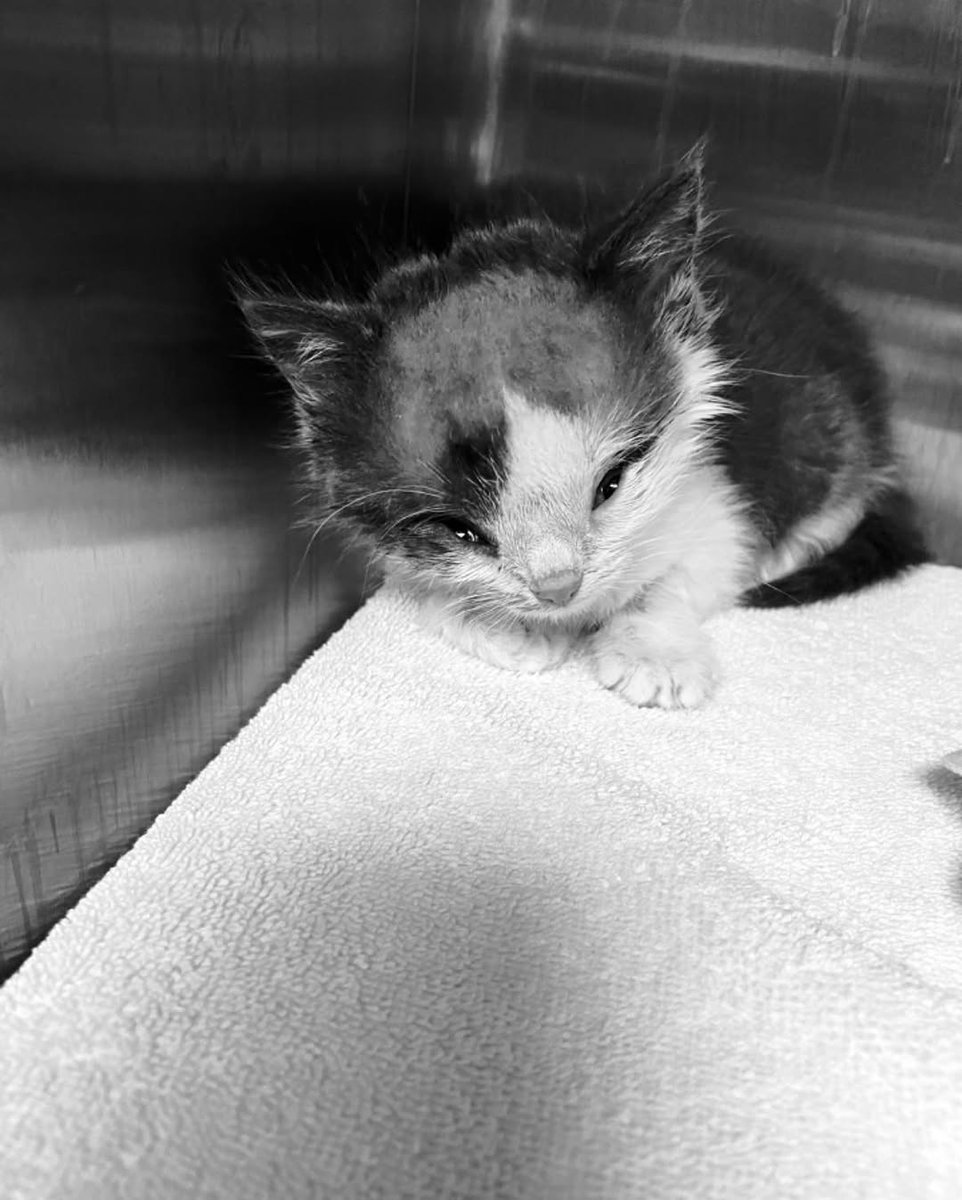 u9jqt136972jdjc's tweet photo. Falon is gone. 💔

Falon was hospitalized 12 days ago and never recovered. He had 12 brain taps during that time — sometimes 2 in one day. After each tap, it took him several hours to perk up and then he would crash again.

Loving him meant letting him go. 💔 https://t.co/RoW6sgJHMq