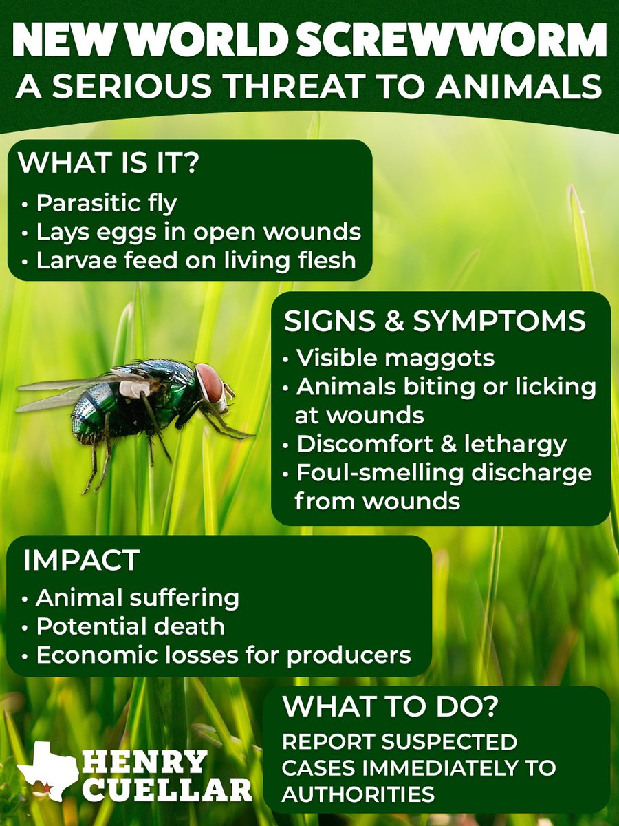 RepCuellar's tweet photo. As reports of New World screwworm come in from Texas and New Mexico, it’s important for livestock owners, pet owners, and agricultural producers to remain aware of the threat and take steps to protect animal health.

Regularly checking animals for unusual wounds, irritation, swelling, or signs of maggots can help identify potential problems early. Early reporting and treatment are essential to limiting the spread of this destructive pest and reducing its impact on our communities.

Anyone suspecting an infestation should immediately contact their veterinarian, state animal health official, or @USDA. To report suspected cases, visit: https://t.co/bnGnvYpMxn

For additional information on New World screwworm, including signs to watch for and prevention measures, @txextension has developed a helpful resource at: https://t.co/7DlllMl4Yx