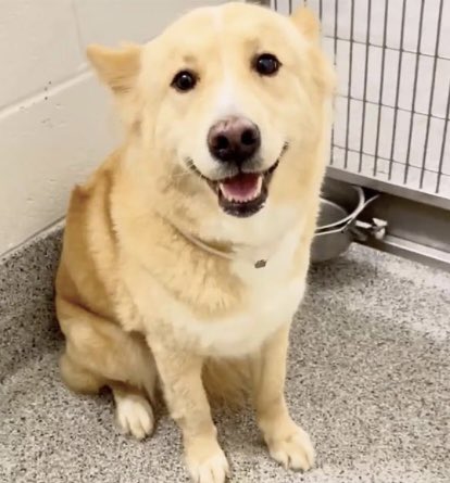 PawsnTails4TX's tweet photo. 🎉💞🍯HONEY has been tagged for rescue! A beautiful girl now has a future! Thank you all for helping her find safety so quickly 🙏 More details to follow as they become available! 
Happy tails HONEY 🍯🥳🐾
Houston #TX https://t.co/5P8VxapqEO