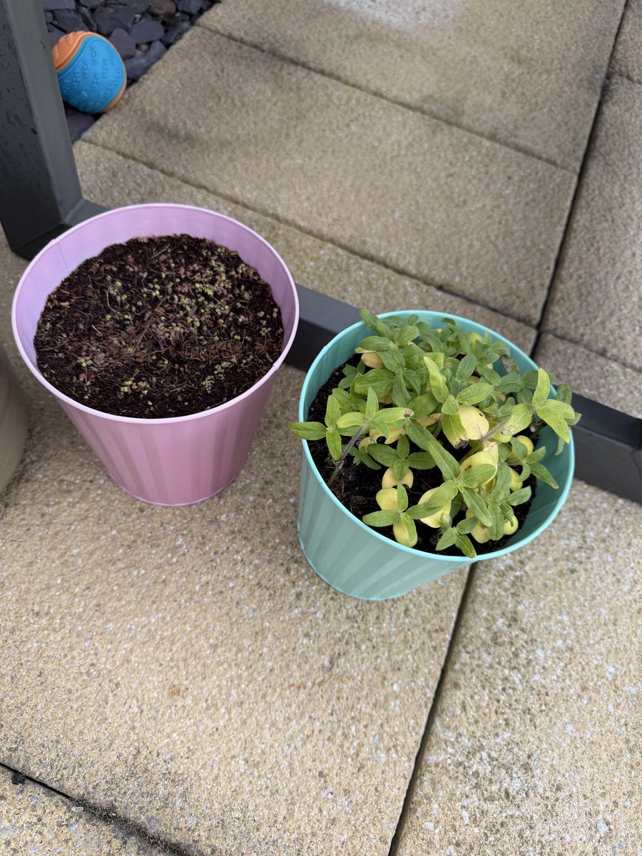 yaskey28's tweet photo. @Tesco these were Mother’s Day gifts. Supposed to be wild flowers and sunflowers. Nothing is happening. Been 16 weeks as it said on the label. Love my flowers but these have not grown??? https://t.co/vbPlF7t6WE