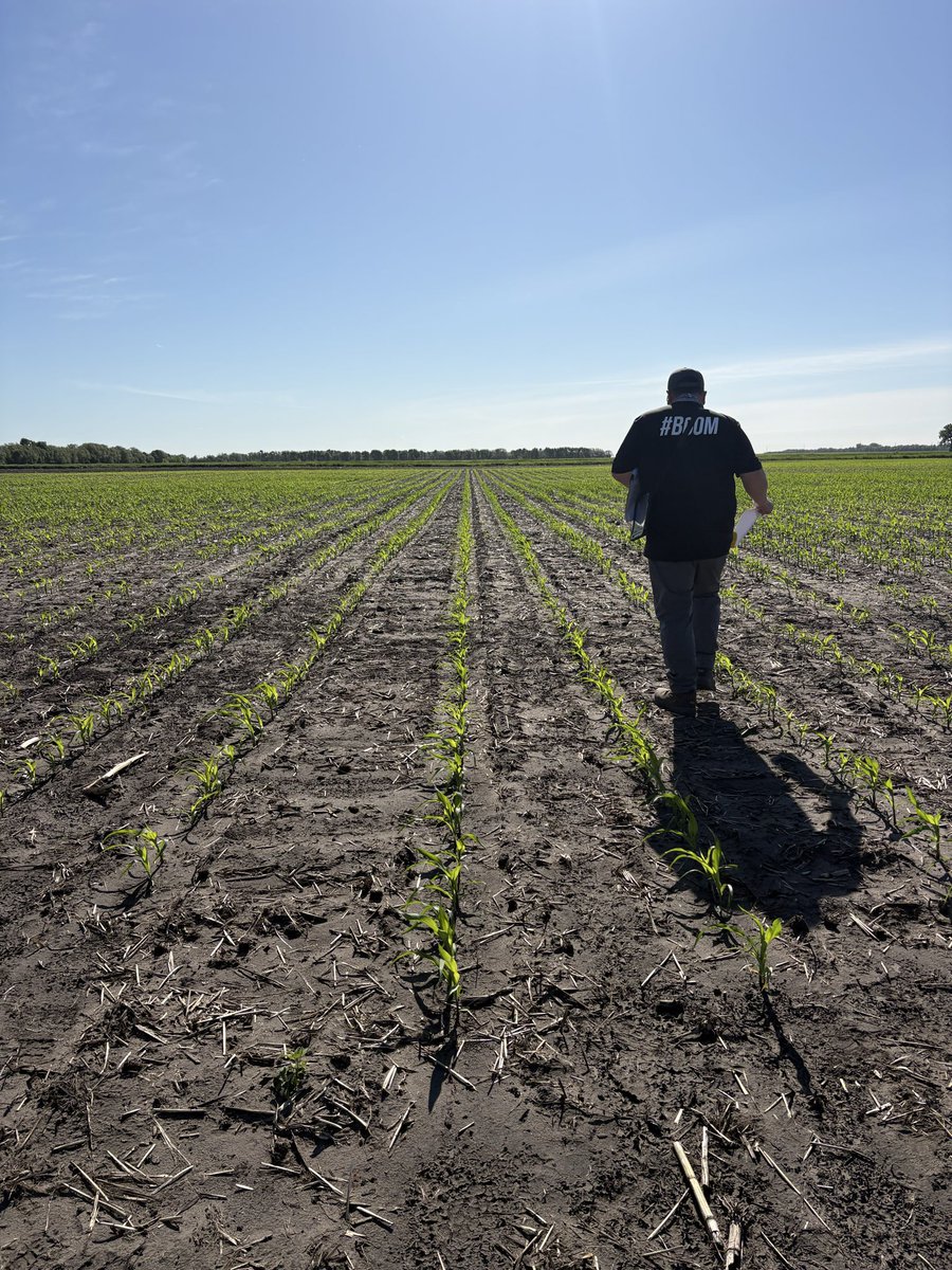 Nicole_L_O's tweet photo. Curious about our @thunder_seed Silage corn?? We have a full line up of high performing Silage and High digestibility Silage! Looking great in these trials! Questions? Feel free to reach out @WendyMajor10 @cndaggie @renatejochum @Jebber11 #cowchow #boom #firstinthefield https://t.co/7eG9aGiQDY