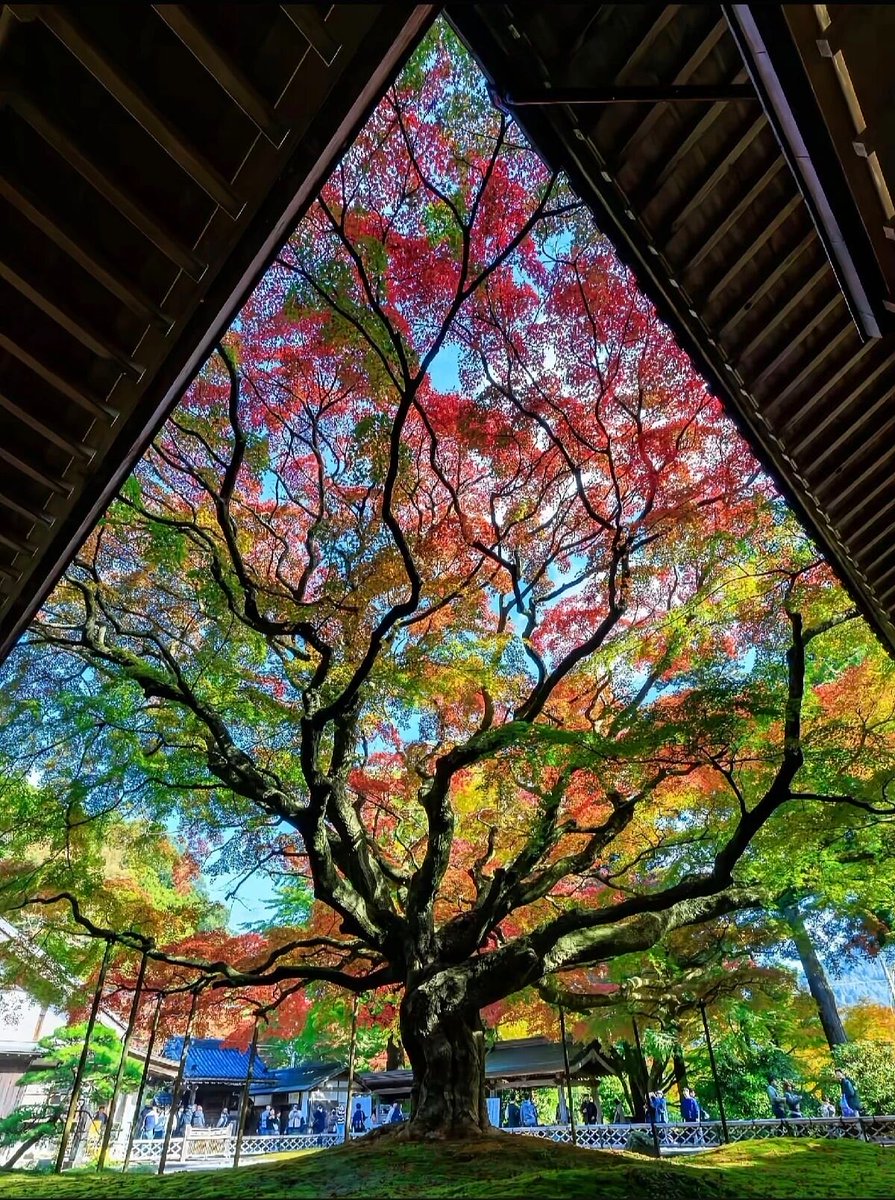 wangzhitu's tweet photo. 京都琉璃光院，这棵树真的太美了🤩#大美中国 看到这么美的景色 转起来哈 https://t.co/8MYcZtN5Jl