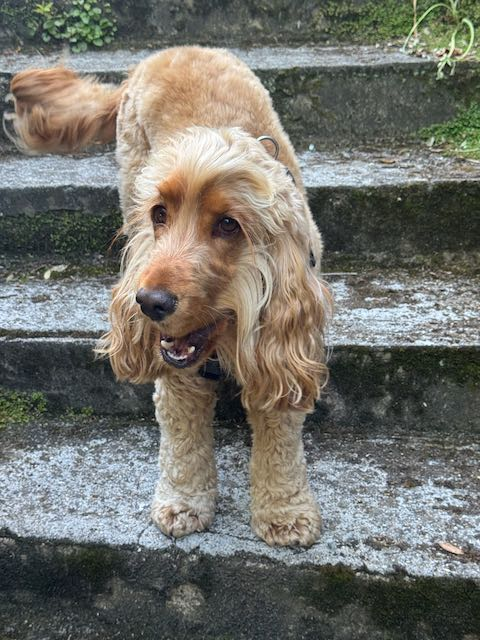 millypod1's tweet photo. 🆘9 JUNE 2026 #Lost Oaty #ScanMe
Cocker Spaniel Male
Nervous so prone to bolting - please don't chase😢
Bolted in Guestling Woods - spooked by another dog...Near Hastings 
#Hastings #EastSussex #TN35
https://t.co/9s1NTmxDxC https://t.co/2DZOBYvQGn
