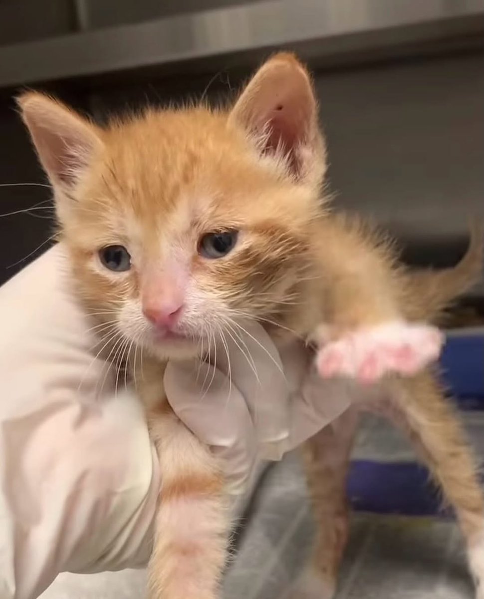 | Poor /Cute l Kitten | Rescue. tweet media