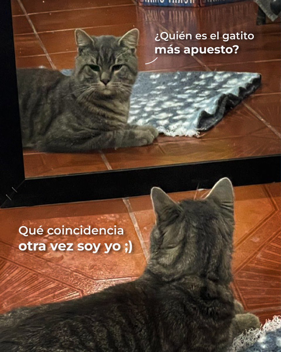 UBAQuito's tweet photo. 🐾😺 #AdopcionesUBA | ¿Nos ayudas a encontrarle hogar a este mishi guapo, asombroso y muy hermoso? 💚✨

Está listo para recibir amor, cuidados y una familia responsable que lo acompañe toda su vida 🏡🐱

Dale una segunda oportunidad y cambia su historia 💫

#QuitoRenace https://t.co/ppA1uZx7Qr