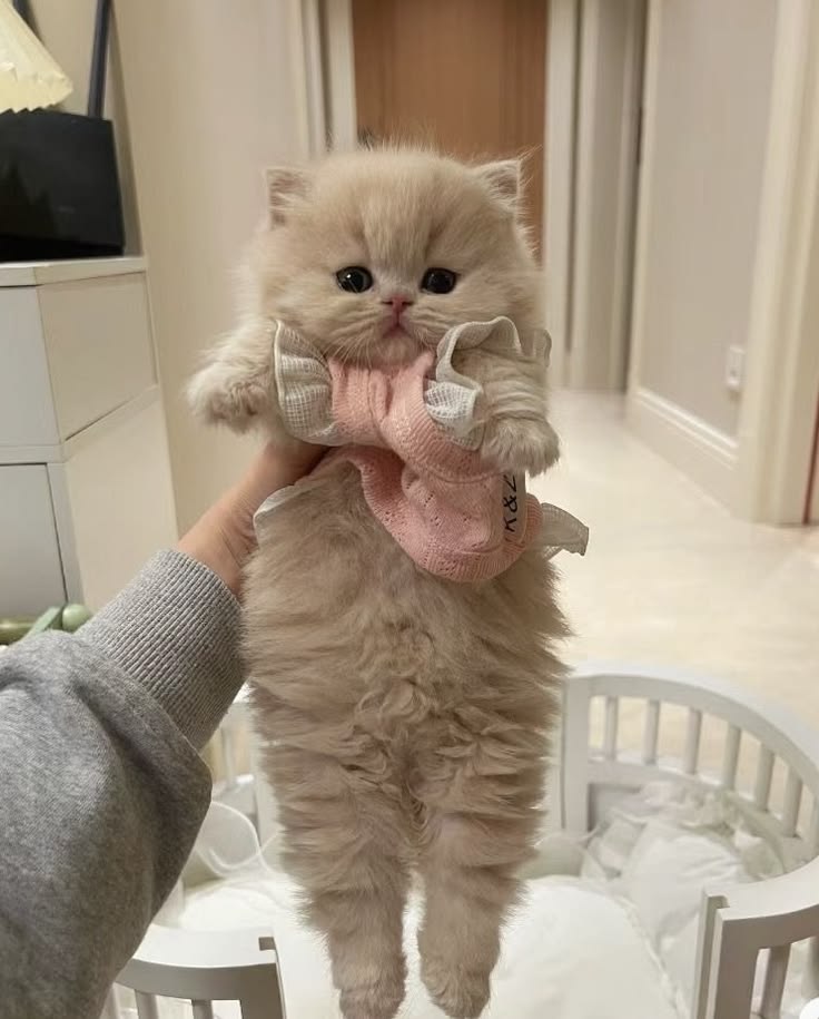 cutestscats's tweet photo. Dressed to impress in pink 👗🐾 https://t.co/UlzixwIP8N