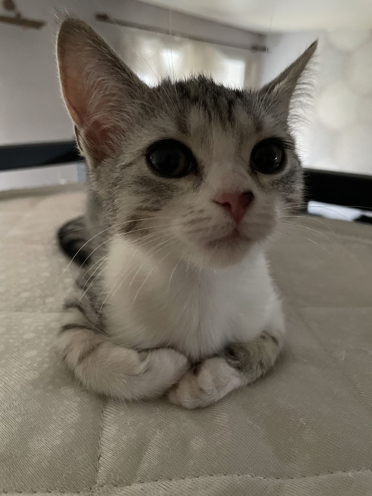 cutestscats's tweet photo. Big eyes big personality 👀💕 https://t.co/qpGViRDvF6