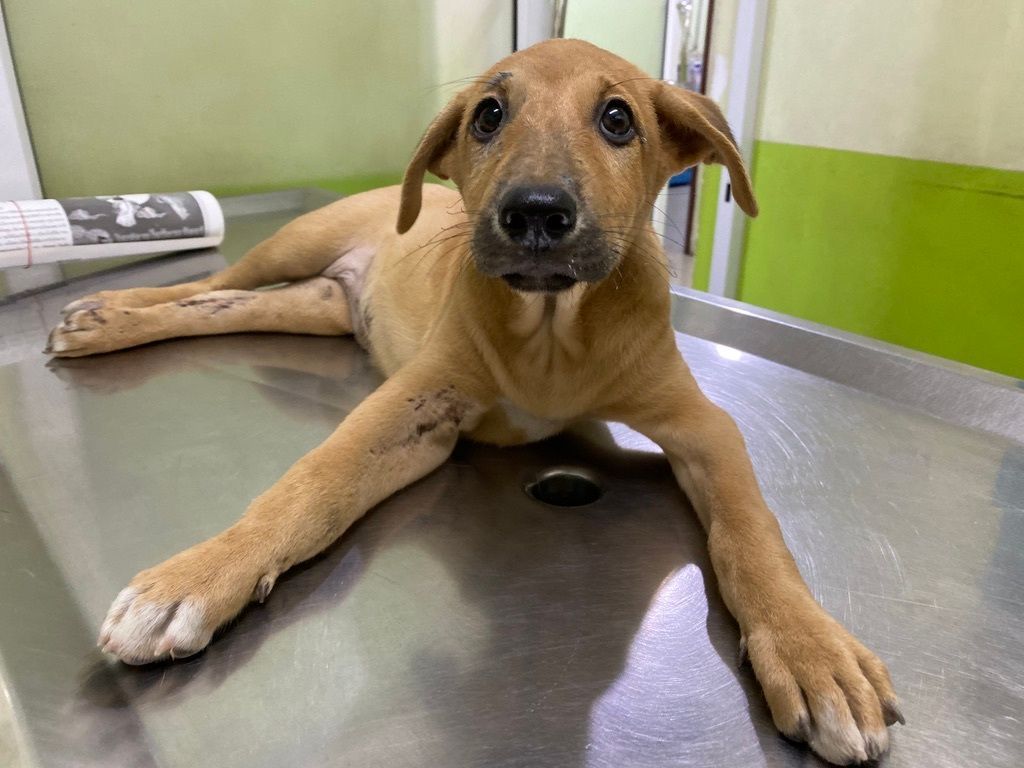 tmtrdorg's tweet photo. In September 2020, a kind man found Boonrod lying on the side of the road after she had been hit by a car. She was just a puppy, and both of her legs were badly broken, requiring surgery with plates and pins to repair them. Thankfully, she was not paralyzed or worse, killed in the accident.
With time, care, and a lot of determination, Boonrod made a full recovery.
Today, she lives in the Old Shelter, the original area we first took over back in 2017. She’s fully vaccinated, enjoys her daily walks, and is friendly with both people and other dogs.

If you’re in Thailand and interested in adopting Boonrod, please send us a message.

$TMTRD token:  https://t.co/D0p1hRNjhJ

CA: 4iVXoa1zeaQT7ySV86YNKfxP4QhDiicYrvZAUmBABAGS

👉 https://t.co/GJO3rGo9JM 

*For donations via cryptocurrency, please send us a direct message!  

#TMTRD #WAGMI #dogrescue #crypto #cryptocommunity #memecrypto #charitycrypto #doglover #cryptotoken #cryptodonation #thaidog