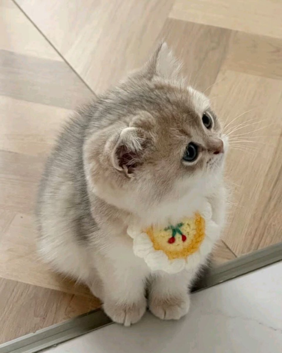 cutestscats's tweet photo. Fluffy baby 🐾💕 https://t.co/wM8TQQLTEd