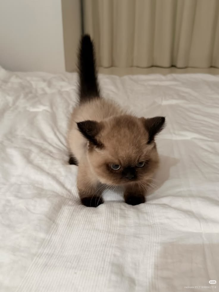 cutestscats's tweet photo. Siamese baby on duty 🐱💙 https://t.co/fM87cp6Zyz