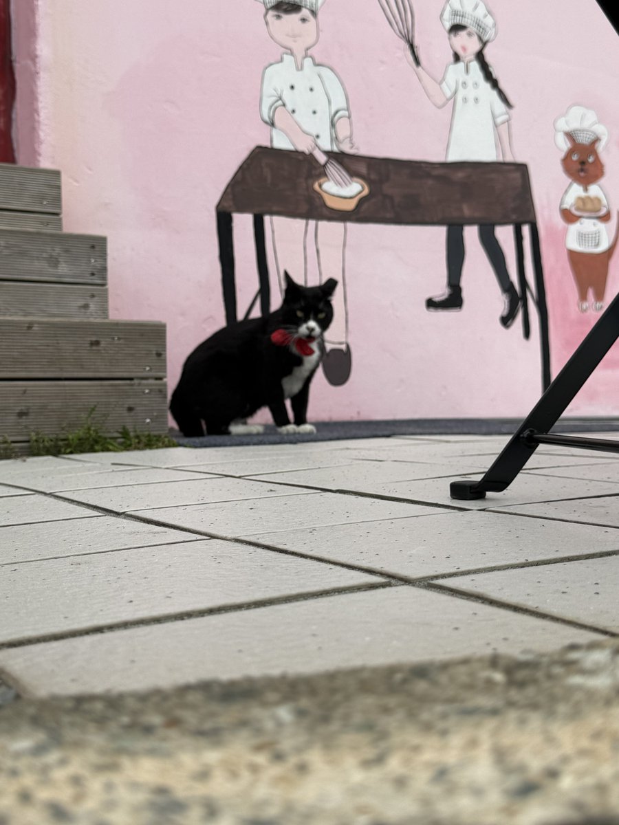ev_jf0's tweet photo. Black cat, red ribbon🖤🎀 https://t.co/Ki0qr38Y0w