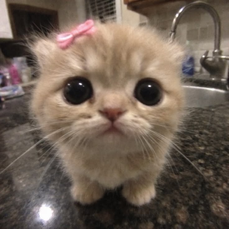 cutestscats's tweet photo. Pink bow princess vibes 🎀🐱 https://t.co/qnPELYFNqt