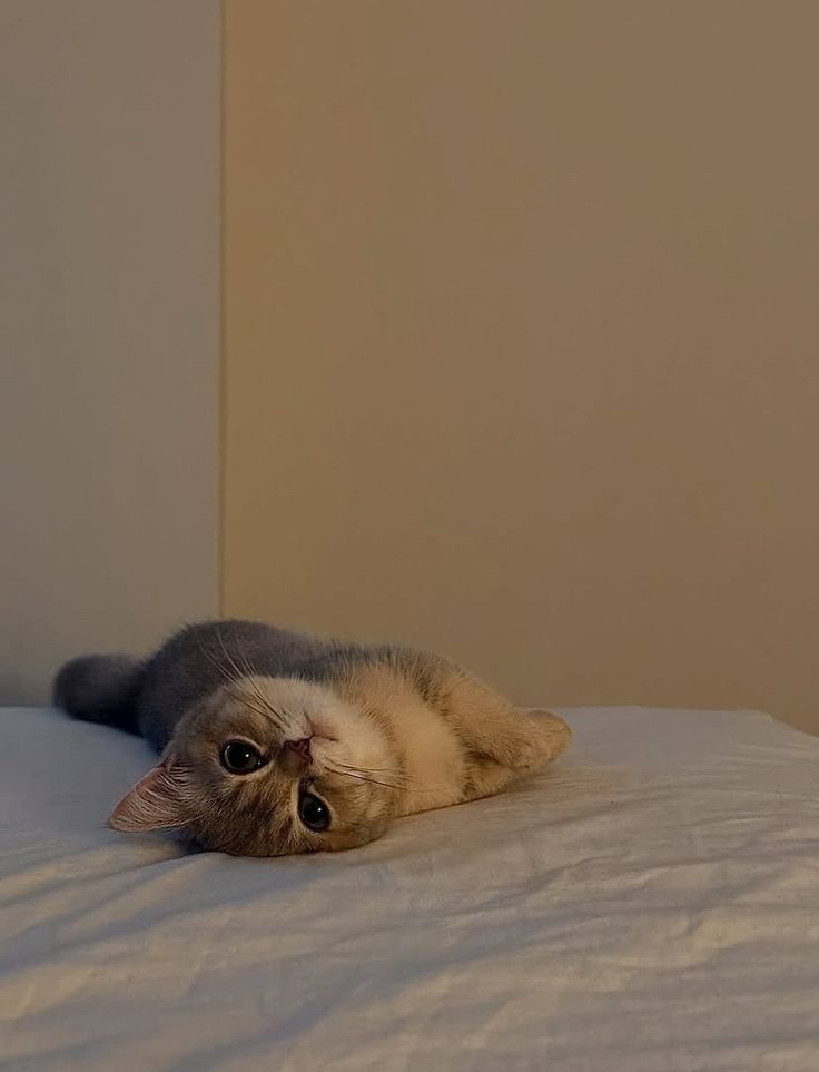 cutestscats's tweet photo. Fluffy belly ☁️✨ https://t.co/ex9iUYpvyM