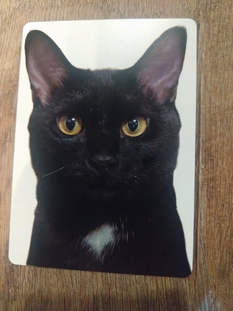 on_324's tweet photo. @sokkyo_kumiai 今日の黒猫　あられ♀ https://t.co/mbUXvqCxr5