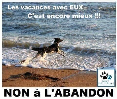 LorettaBonfatti's tweet photo. A tutti/e  i  cornuti/e che abbandonano i loro animali per farsi  merdose vacanze, auguro il peggio del peggio!🤬 https://t.co/RQGh178eY4