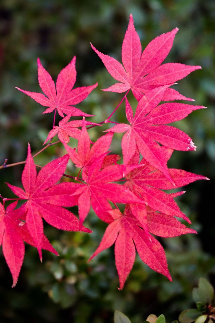 VisualRelics's tweet photo. Native to the forests of Europe, Asia, and North America, Acer is a seasonal spectrum—shifting from green to fire-toned reds and amber as light fades into autumn.
#ChromaticHerbarium #VisualRelics #Maple #Autumn https://t.co/aG6aJ4AwZn