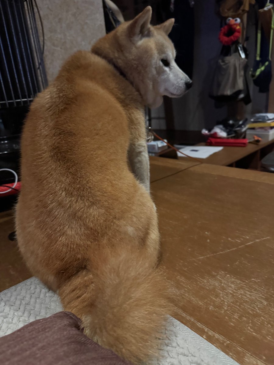 chiechu's tweet photo. 立派な背な肉
＃柴犬 ＃犬好き #柴犬の魅力を発信 ＃写真きらい ＃視線はくれない ＃shiba https://t.co/RXV7vUs1Vq