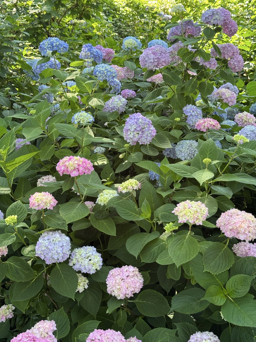svershbow's tweet photo. The hydrangeas have officially bloomed in Riverside Park. https://t.co/8sXDGmDpux