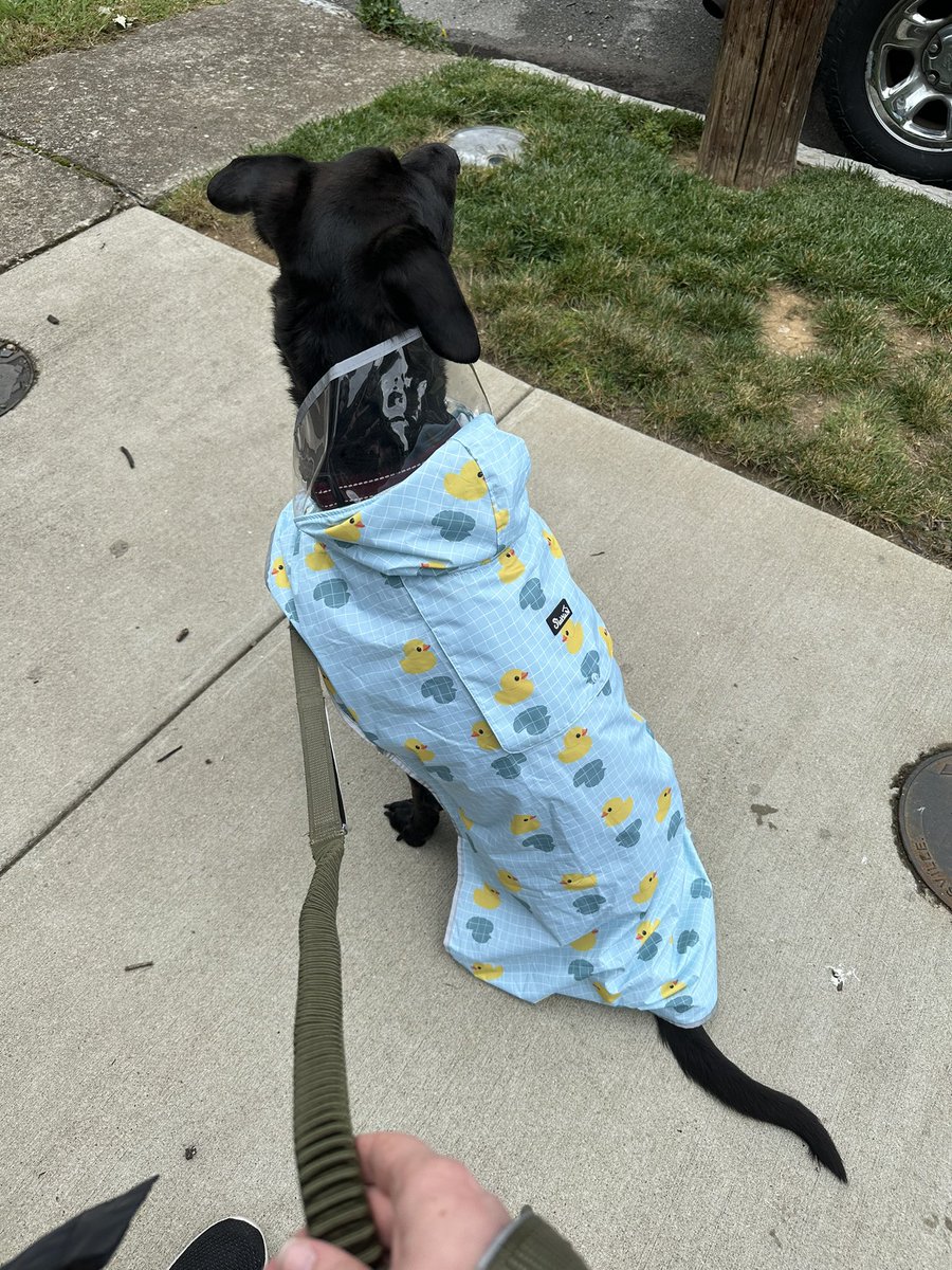 Iittleforest's tweet photo. this diva hates getting wet but he loves his new rain coat https://t.co/CiRyXObhdw