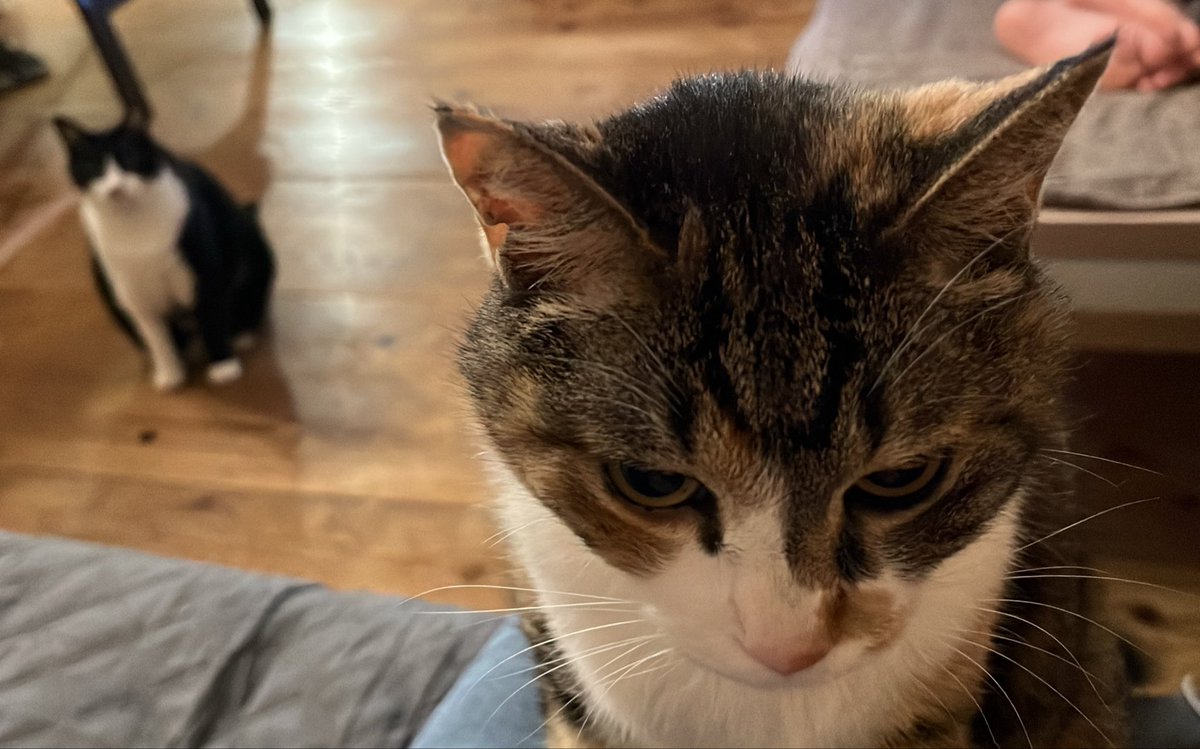 三毛猫
