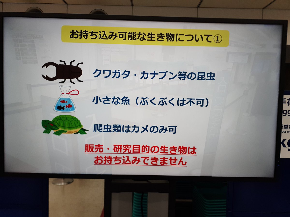 RLGFPcUyKvarmQB's tweet photo. 先日、八丈島行ったんだが八丈島から出る飛行機、生き物持ち帰れない席あるとの事
生き物の置場所が前の席の下しか無理で前が仕切りとかだとダメらしい https://t.co/HfWF0YNCfW