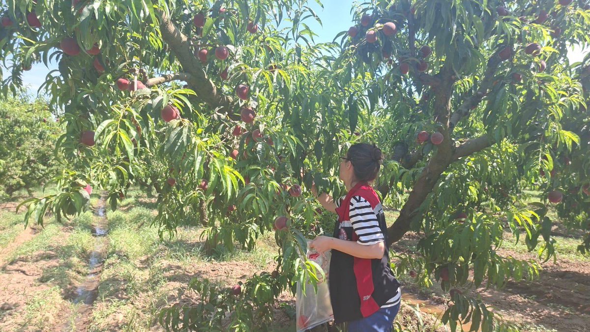 Torbalitarim's tweet photo. Hasat öncesi pestisit kontrolü kapsamında teknik personelimiz  tarafından ilçemizdeki şeftali üreticilerinden numune alınmaktadır.

@TCTarim  @izmirtarim  @KahramanAKDGN53 @_GokhanAktas_ https://t.co/RtAbaAH5wW