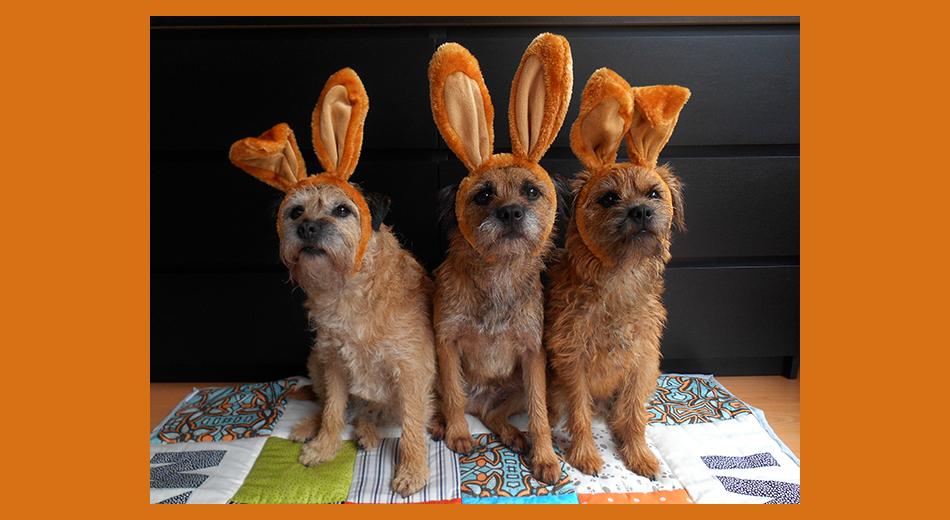 MistaHippyDalek's tweet photo. #BTPosse memories. Levi, Mylo, Ollie. https://t.co/U8QFxgST3d