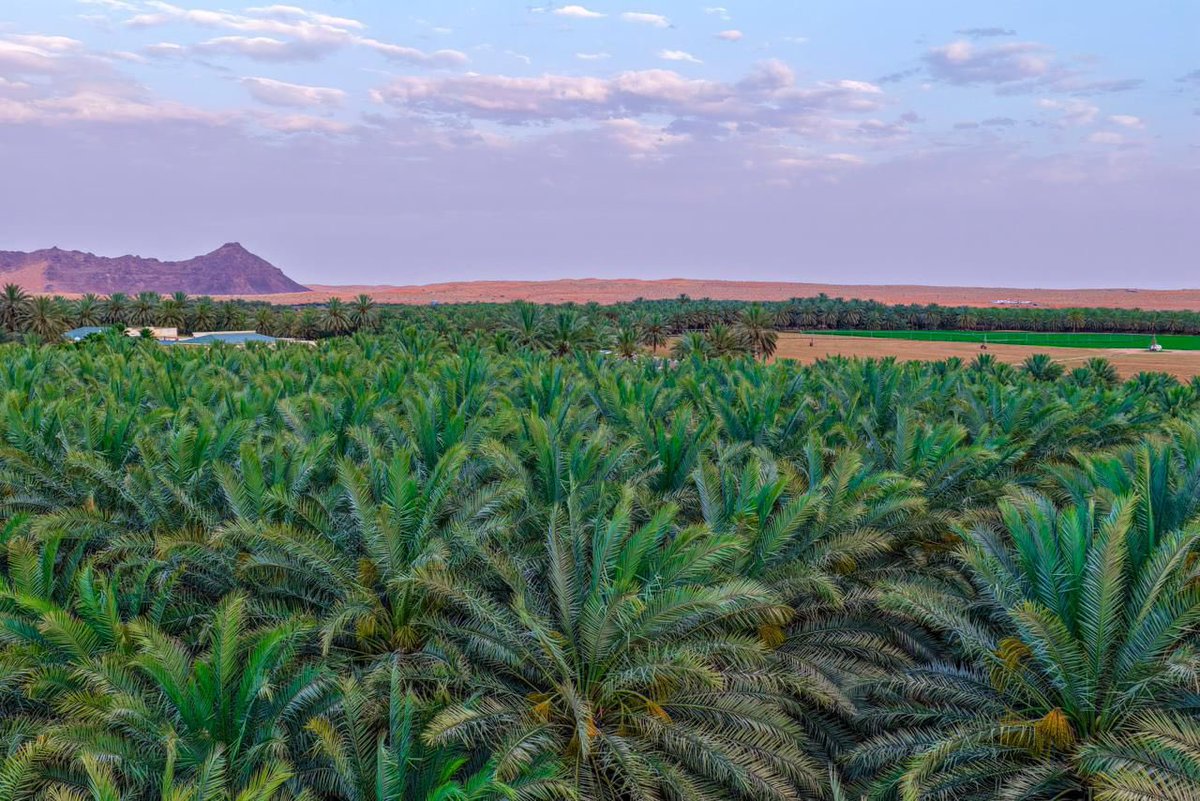 Amanat_Hail's tweet photo. • جماليات

الشمس تغازل النخيل والرمال 🌅🌴
مدينة الخطة📍

📸 | #حائل_الأجمل • #أمانة_منطقة_حائل https://t.co/qGguP4veJ3