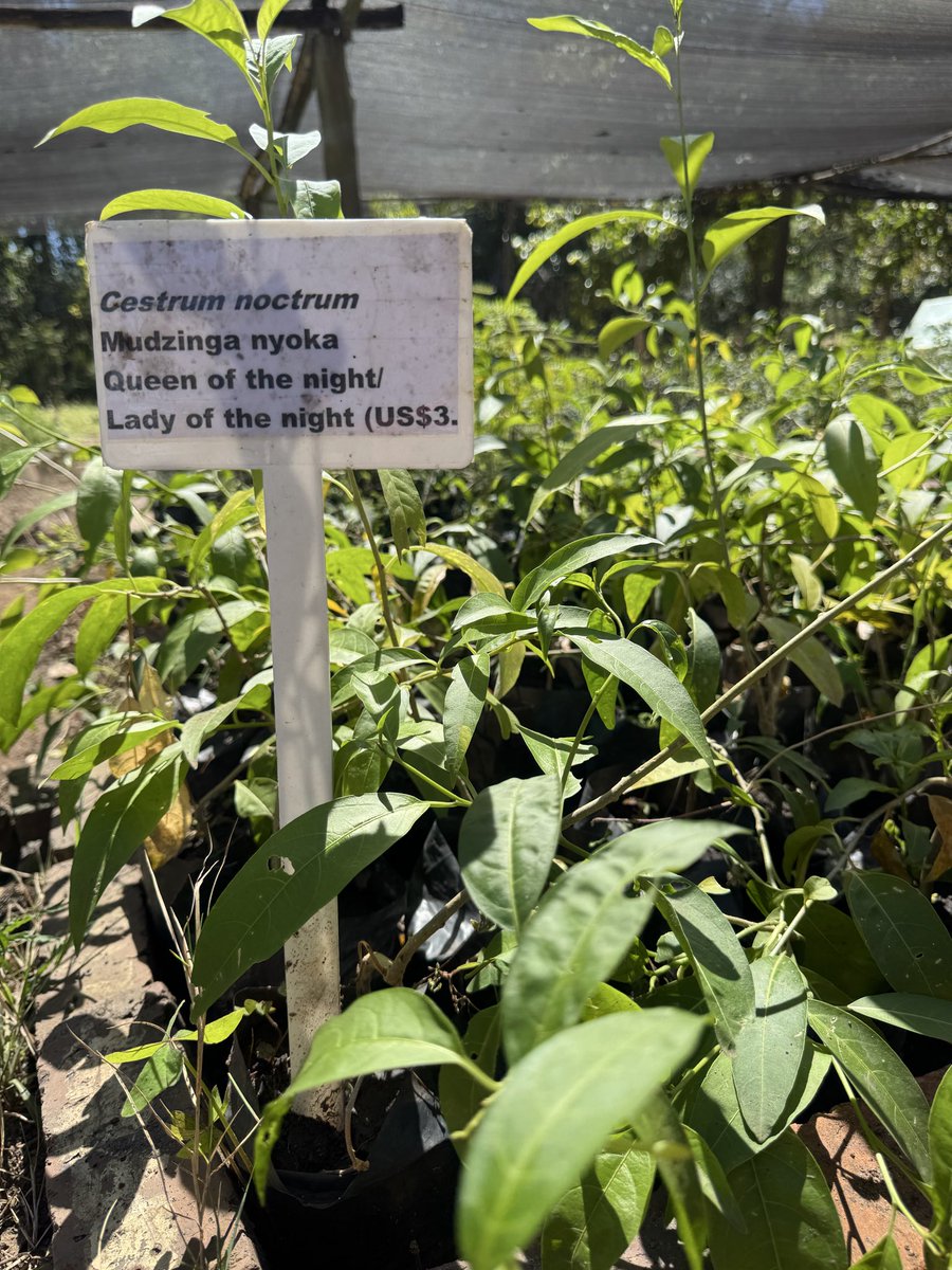 forestrycom1's tweet photo. Meet the Lady of the Night!
The Cestrum nocturnum is called the Lady of the Night or Queen of the Night because it releases its very strong fragrance after dark. The scent is intense and captivating,
We have it readily available at ournurseries for only $3. #LadyOfTheNight https://t.co/ZxIU2i48IJ