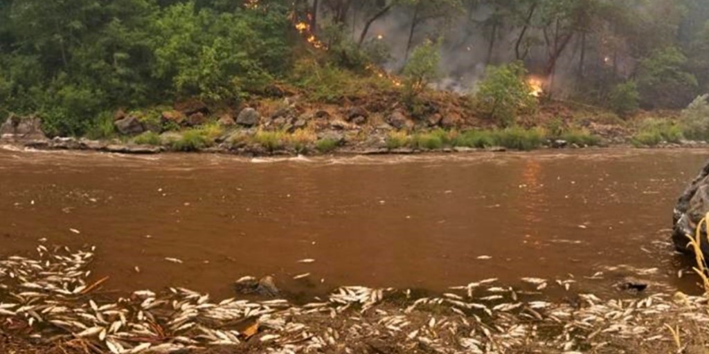 USGS_Water's tweet photo. What happens when high-intensity storms hit a wildfire burn scar? 
 
Following the 2022 McKinney Fire in Northern California, a high-intensity storm moved across the burn area. Significant ash and debris runoff into the Klamath River led to a significant drop in dissolved oxygen, affecting aquatic life along a 60-mile stretch of the river. 

A collaborative water monitoring study between USGS and local tribes and universities provided unique insight into this event, highlighting that continuous water-quality monitoring is a vital tool for tracking sudden changes in fire-prone regions.  

As the West sees more frequent wildfires, understanding rain-on-wildfire events is key to providing insights that inform efforts to build ecosystem resilience and protect river health. 

Learn more - https://t.co/RCvJ3H4GMU 

📷 1: The Klamath River following the 2022 McKinney Fire, with burned areas visible along the distant ridgeline and a debris fan in the foreground near the confluence of Little Humbug Creek and the Klamath River. The photo documents sediment and debris deposited from burned landscapes into the river corridor following wildfire and storm runoff. Photo by Jennifer Curtis, USGS 

📷 2: Active fire and fish kill. Photo by the Karuk Tribe 

📷 3: A post-fire debris flow (PFDF) scar in the headwaters of Vesa Creek. Photo by California Department of Fish and Wildlife 

#Wildfire #WaterQuality #California
