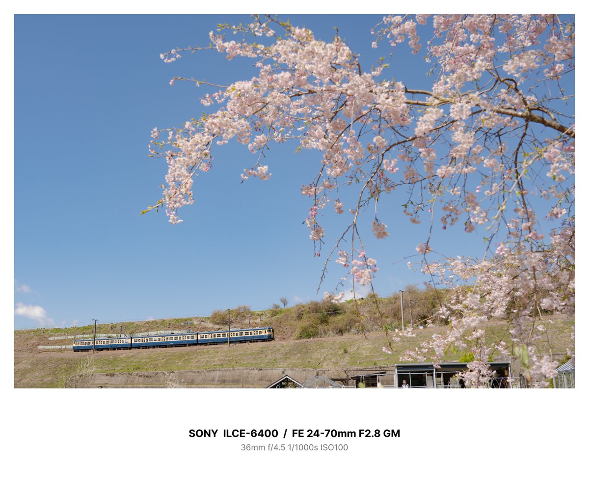 Nanose211's tweet photo. スカと桜 https://t.co/aY9SJTcNep