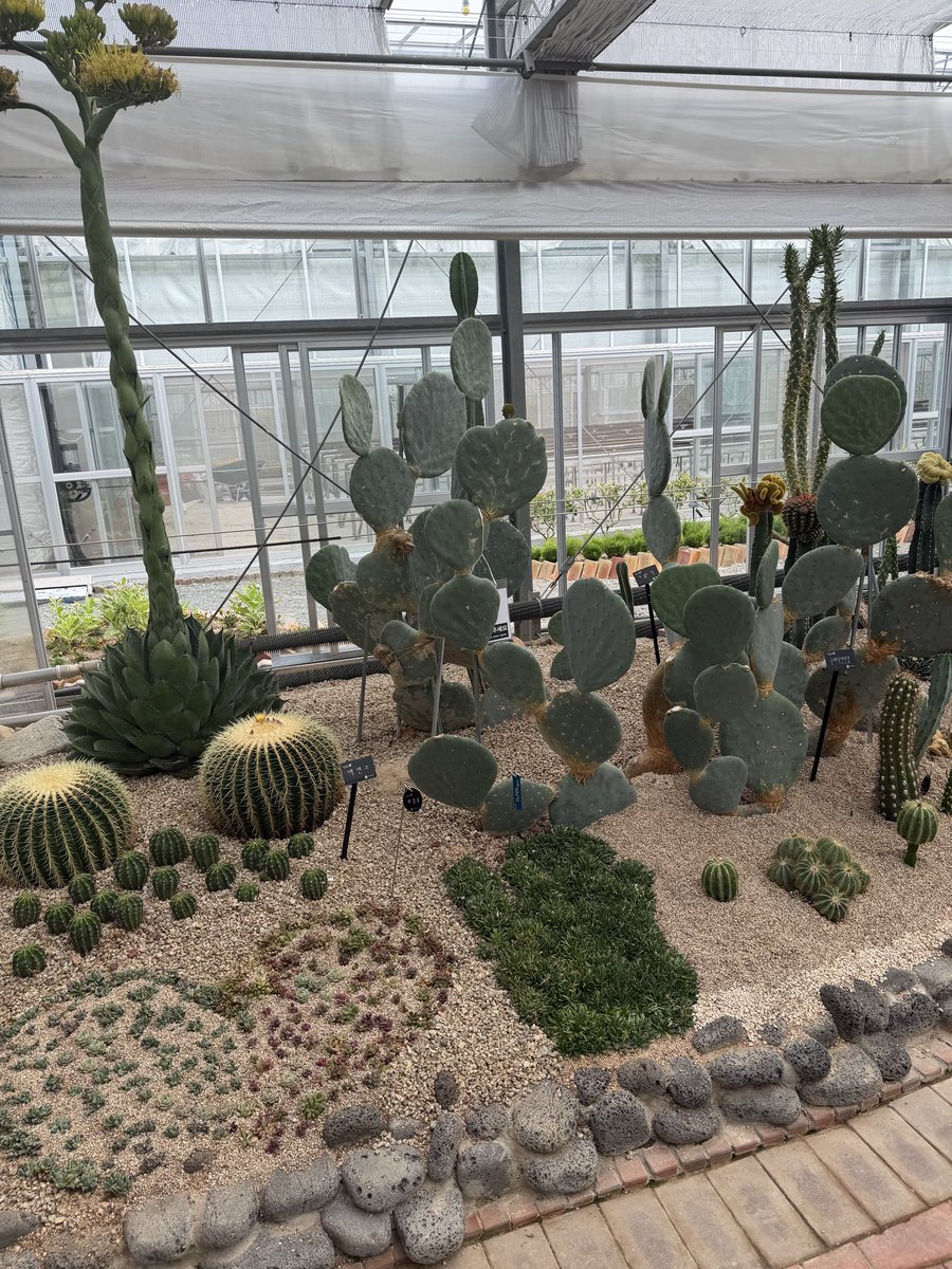 soliyev077's tweet photo. Кактуслар опкелдим) https://t.co/abnIevIHDD