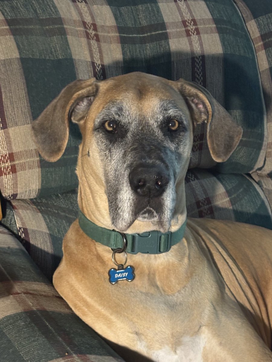 dixuchan's tweet photo. My great dane still has her floppy ears and she's such a cutie. Cropping ears for aesthetics always annoys the hell outta me. Just leave them floppy!! https://t.co/2BHhMpTVxH