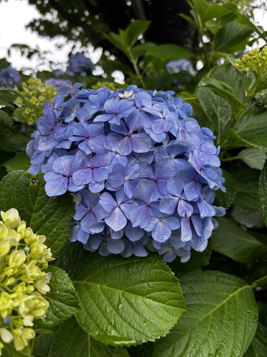 HelloPCTotsuka's tweet photo. お疲れ様でした。
教室のインスタで、他のスタッフとドン被りした紫陽花。
私の方がいいねが少ない😭
こちらはぜひ見かけたら、いいね👍してくださーい
#紫陽花
#企業公式がお疲れ様をいいあう 
#パソコン教室
#戸塚 https://t.co/s4bLIrKDIE