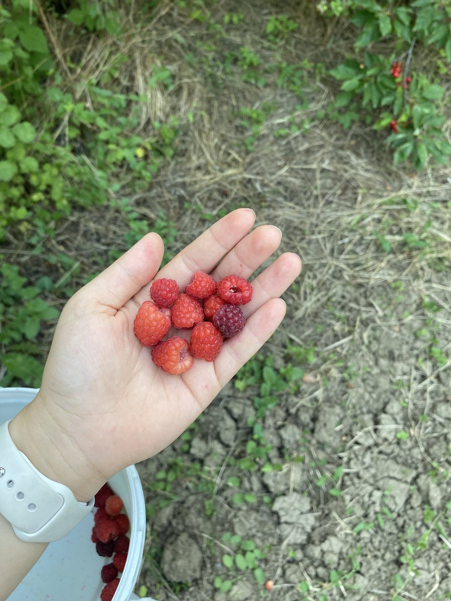 slhatrkmn's tweet photo. Bugün tarlaya gitmiş olmak sabah evden çıkmadan beyaz etek kombini yapan bana da sürpriz oldu https://t.co/vtwZbupwte
