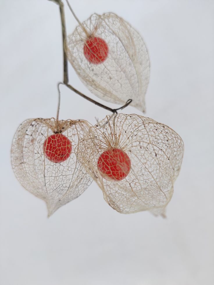 VisualRelics's tweet photo. Across Europe and Asia, Physalis alkekengi turns the season into light—its orange papery husks resembling small suspended lanterns in fading autumn landscapes.
#ChromaticHerbarium #VisualRelics #Autumn #Orange https://t.co/YMrPa8VOXZ