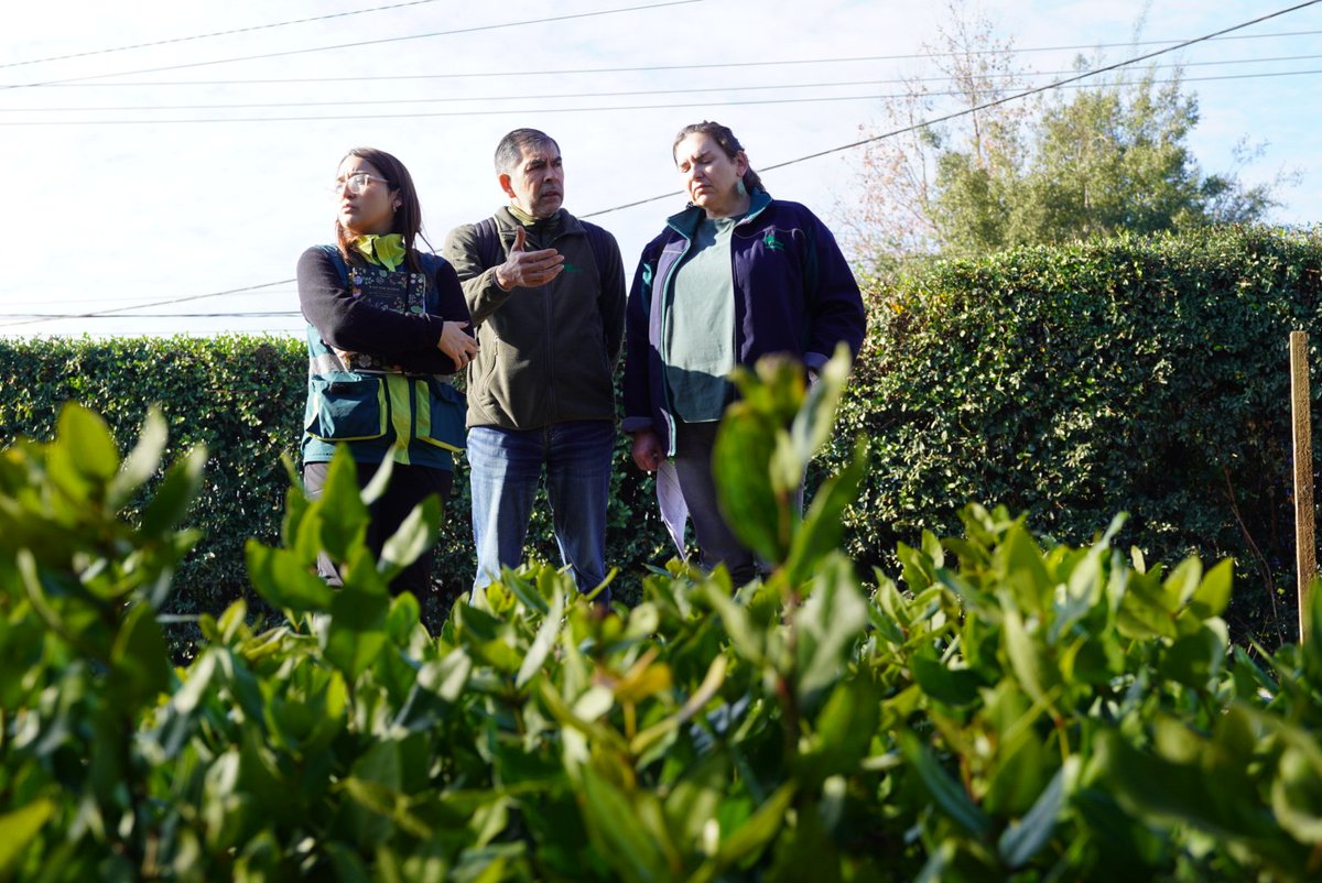 conaf_nuble's tweet photo. #Ñuble | 🌳 Más de 15 mil árboles llegarán este año a vecinos y comunidades de la región, gracias al Programa de Arborización de CONAF.
Ya se han distribuido 9.937, lo que representa un avance de 66,3%, aportando a una mejor calidad de vida y a la mitigación del cambio climático https://t.co/s8BRTeemyY